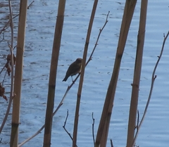 Phylloscopus collybita