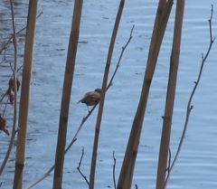 Phylloscopus collybita