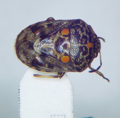Menida