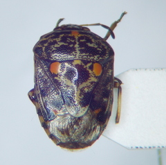 Menida