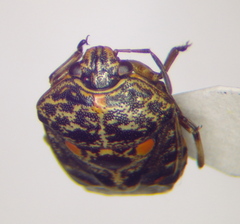 Menida