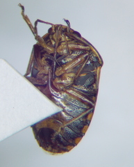 Menida