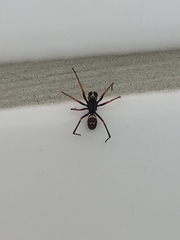 Steatoda ancorata