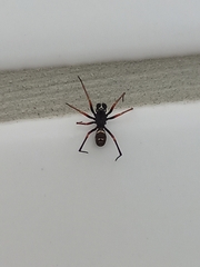 Steatoda ancorata