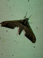 Adhemarius sexoculata