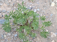 Lupinus arizonicus