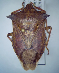 Glypsus