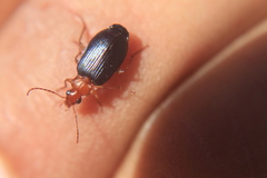 Lebia