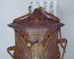 Glypsus