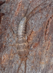 Ctenolepisma ciliatum