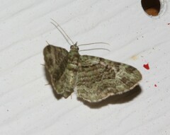 Pasiphila rectangulata