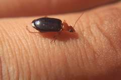 Lebia