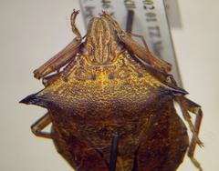 Glypsus