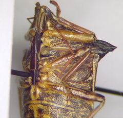 Glypsus