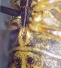 Glypsus
