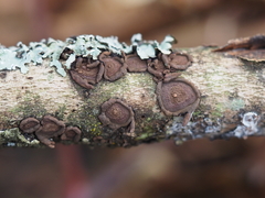 Hypoxylon cercidicola