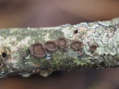 Hypoxylon cercidicola