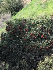 Heteromeles arbutifolia