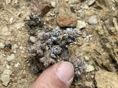 Trichodiadema marlothii