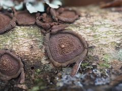 Hypoxylon cercidicola