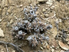 Trichodiadema marlothii