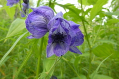 Aconitum delphiniifolium