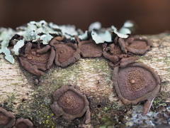 Hypoxylon cercidicola