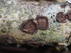 Hypoxylon cercidicola