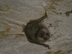 Desmodontinae