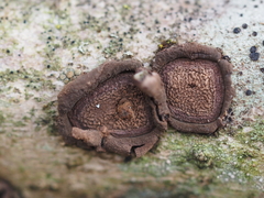 Hypoxylon cercidicola