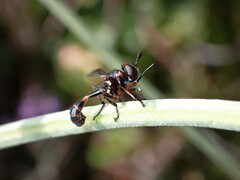 Physocephala biguttata