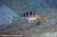 Monotaxis heterodon