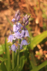 Hyacinthoides non-scripta