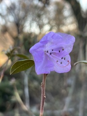 Rhododendron mucronulatum