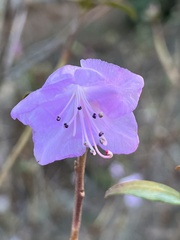 Rhododendron mucronulatum