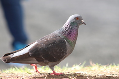 Columba livia
