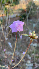 Rhododendron mucronulatum