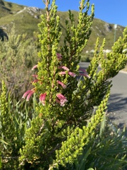 Erica discolor