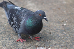 Columba livia
