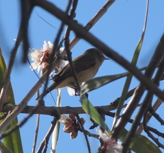 Phylloscopus collybita