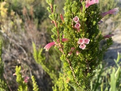 Erica discolor