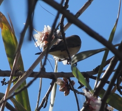 Phylloscopus collybita