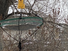Junco hyemalis