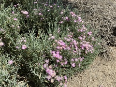 Mesembryanthemum junceum