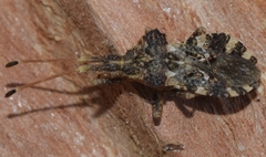 Centrocoris