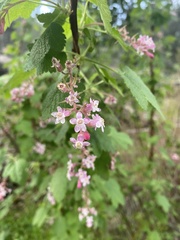 Ribes malvaceum