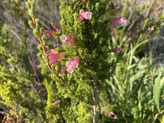 Erica discolor