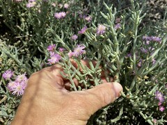 Mesembryanthemum junceum