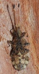 Centrocoris