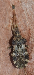 Centrocoris